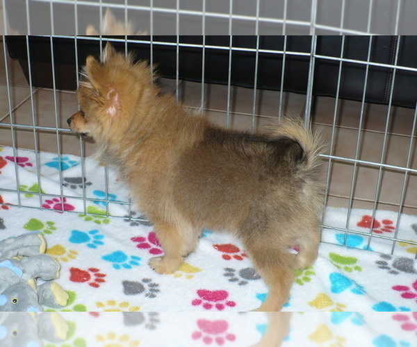 Medium Photo #3 Pomeranian Puppy For Sale in ORO VALLEY, AZ, USA