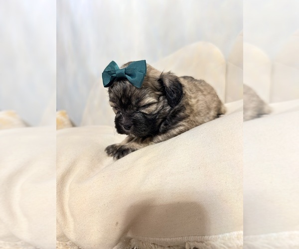 Medium Photo #3 Shih Tzu Puppy For Sale in LANCASTER, CA, USA