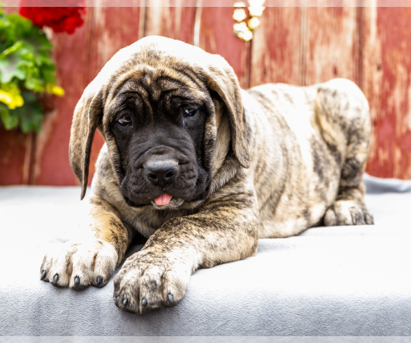 Medium Photo #32 Mastiff Puppy For Sale in WAKARUSA, IN, USA