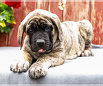 Small #10 Mastiff