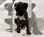Mr Purple - Male Boxer Puppy for Sale - Photo #9
