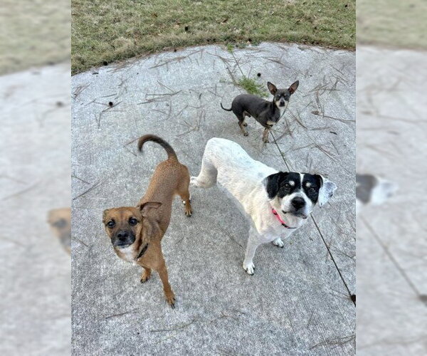 Medium Photo #2 Beagle-Unknown Mix Puppy For Sale in Rockaway, NJ, USA