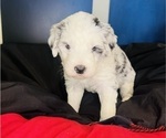 Small #18 Sheepadoodle