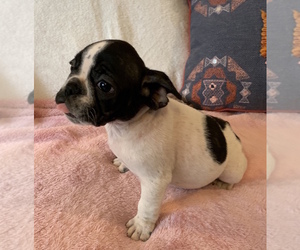 French Bulldog Puppy for sale in CHARLESTON, SC, USA