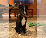 Small #2 Border Collie Mix