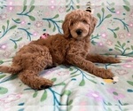 Puppy Starry Goldendoodle
