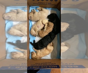 Double Doodle Puppy for sale in PALATINE, IL, USA