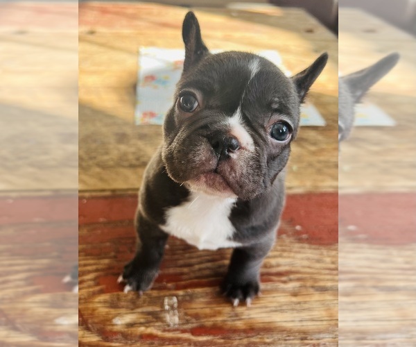 Medium Photo #4 French Bulldog Puppy For Sale in ELK, WA, USA