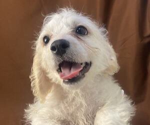 Cavachon Puppy for sale in PATERSON, NJ, USA