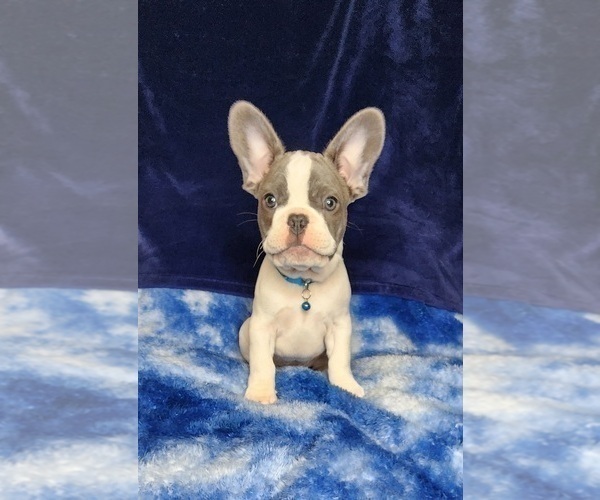 Medium Photo #8 French Bulldog Puppy For Sale in SALEM, OR, USA