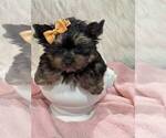 Small #15 Yorkshire Terrier