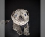 Small Photo #4 French Bulldog Puppy For Sale in PORT READING, NJ, USA