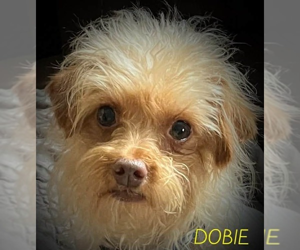 Medium Photo #3 Mutt Puppy For Sale in pomfret, CT, USA