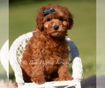 Small #5 Poodle (Toy)