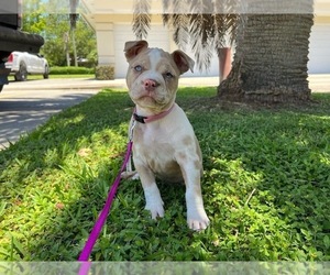 American Bully Puppy for Sale in HIALEAH, Florida USA