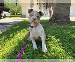 Small Photo #1 American Bully Puppy For Sale in HIALEAH, FL, USA