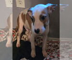 Small #3 American Staffordshire Terrier-Labrador Retriever Mix