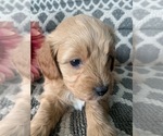Small Photo #7 Aussiedoodle Miniature  Puppy For Sale in GREENWOOD, MO, USA