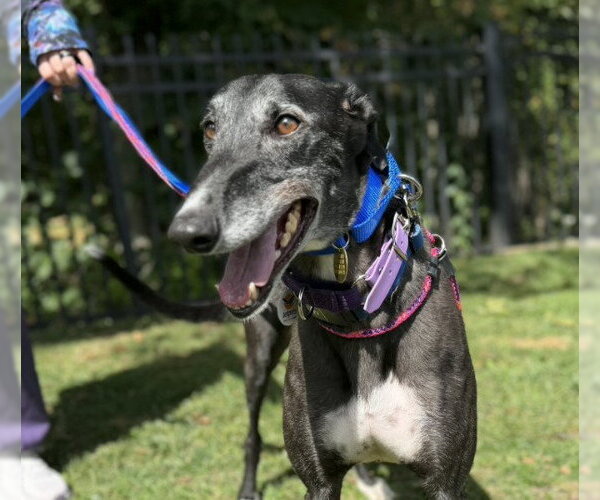 Medium Photo #1 Greyhound Puppy For Sale in Cherry Hill, NJ, USA