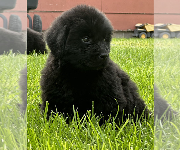 Medium Photo #6 Newfoundland Puppy For Sale in CAMBRIDGE, NE, USA