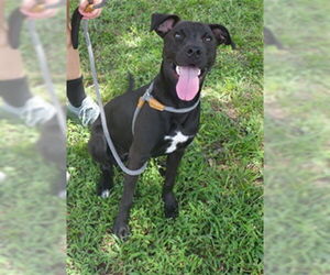 Labrador Retriever-Unknown Mix Dogs for adoption in Augusta, GA, USA