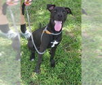 Small Labrador Retriever Mix