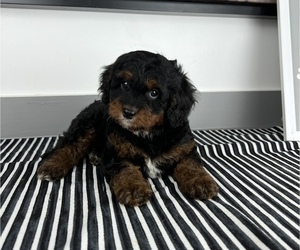 Cavapoo Puppy for sale in FRANKLIN, IN, USA