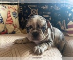 Puppy Sweety French Bulldog