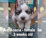 Small Photo #39 Great Pyrenees Puppy For Sale in HILLSVILLE, VA, USA