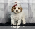 Puppy 15 Poodle (Toy)