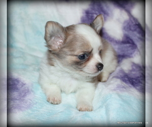 Chihuahua Litter for sale in WISTER, OK, USA