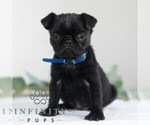 Small Photo #4 Pug Puppy For Sale in MILL HALL, PA, USA