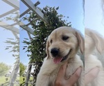 Puppy Daisy Golden Retriever