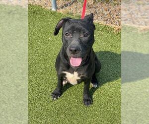 American Pit Bull Terrier-Unknown Mix Dogs for adoption in Fayetteville, NC, USA