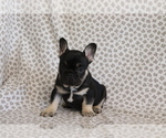 Puppy Scout French Bulldog