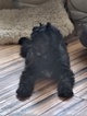 Small Photo #2 Bernedoodle Puppy For Sale in KENT, OH, USA