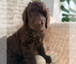 Small Photo #2 Labradoodle mix (+ Poodle Standard) Puppy For Sale in CHULA VISTA, CA, USA