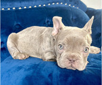 Small #9 French Bulldog