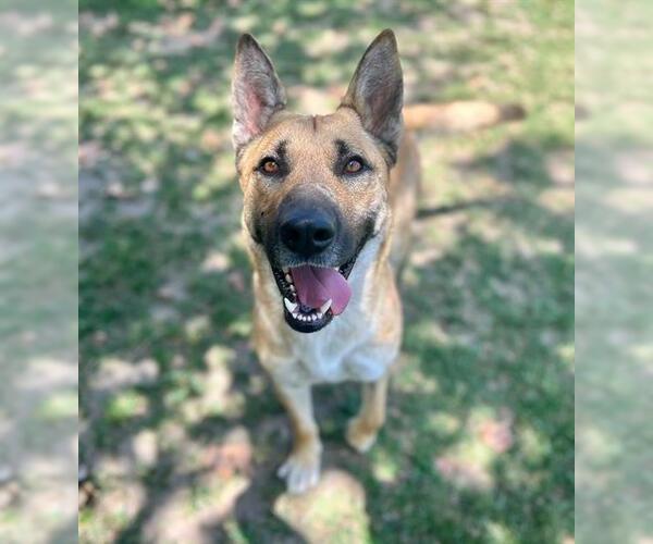 Medium Photo #2 German Shepherd Dog Puppy For Sale in Riverside, CA, USA
