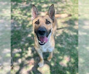RITZ - Male German Shepherd Dog Dog for Adoption - Photo #2