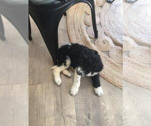 Poodle (Standard) Puppy for sale in MAYFIELD, KY, USA