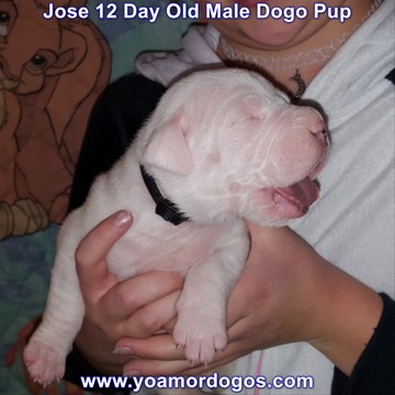 Medium Photo #188 Dogo Argentino Puppy For Sale in JANE, MO, USA