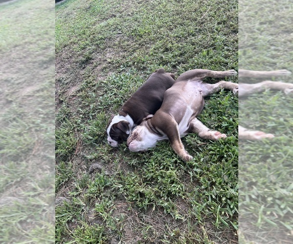 Medium Photo #18 Olde English Bulldogge Puppy For Sale in ADAMSVILLE, AL, USA