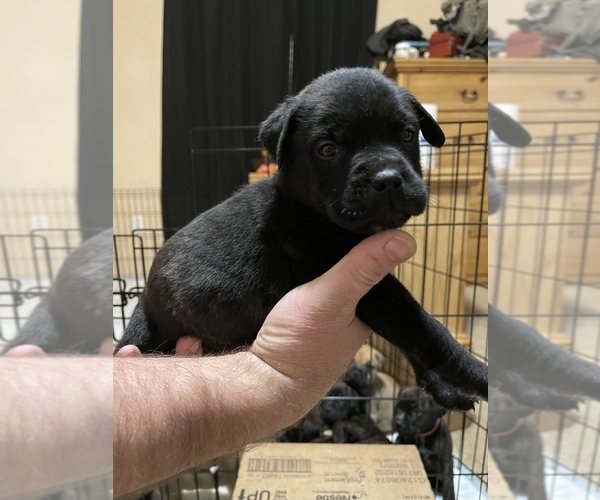 Medium Photo #10 Bullmastiff Puppy For Sale in CHARLESTON, WV, USA