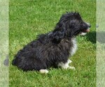 Small Photo #3 Sheltidoodle Puppy For Sale in SHIPPENSBURG, PA, USA