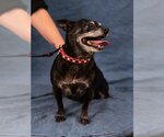 Small #6 Chihuahua Mix