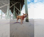 Small Photo #19 Staffordshire Bull Terrier-Unknown Mix Puppy For Sale in Raleigh, NC, USA