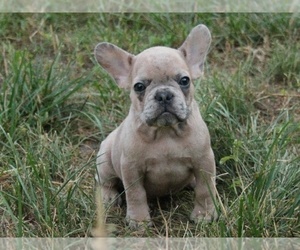French Bulldog Puppy for sale in EASTON, PA, USA