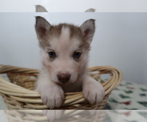 Siberian Husky Puppy for sale in LIMA, OH, USA
