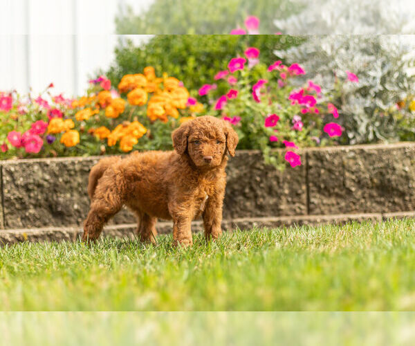 Medium Photo #9 Goldendoodle Puppy For Sale in NAPPANEE, IN, USA
